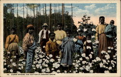 Down Where the Cotton Blossoms Grow Postcard