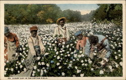 A busy day in the cotton field Postcard