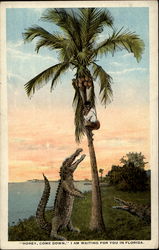 Honey, Come Down, I am Waiting for You in Florida Postcard