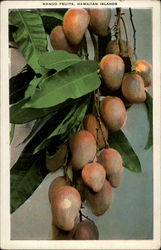 Mango Fruits, Hawaiian Islands Postcard Postcard