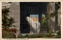 Polar bear in City Park Postcard