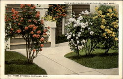 "The Whole World Knows the Portland Rose." Postcard