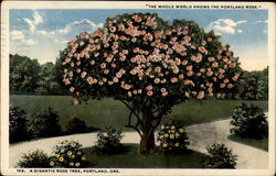 "The whole world knows the Portland Rose." Postcard