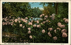 Hedge of Roses, Portland, Oregon Postcard