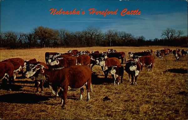 Nebraska's Hereford Cattle