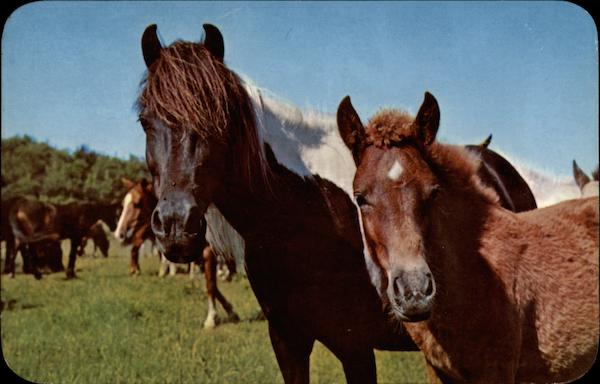 Inquisitive Pair Horses