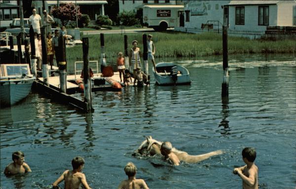 Cloudy A Chincoteague Pony Virginia