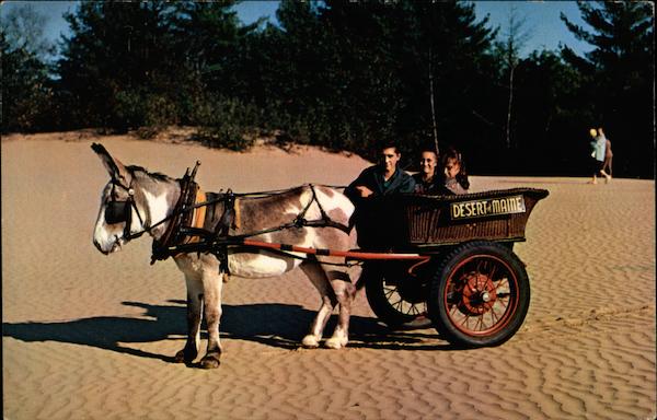 Pedro the Burro Freeport Maine