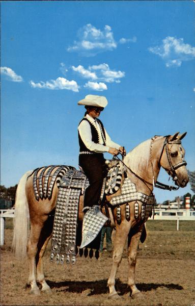 A Palomino owned by Jackson's Corner Acres Vergennes Vermont
