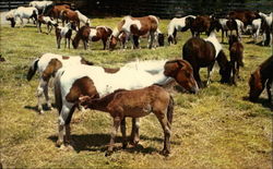 Lunch Time, Assateague Island National Park Berlin, MD Postcard Postcard