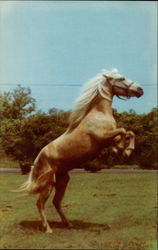 Cloudy Chincoteague, VA Postcard Postcard