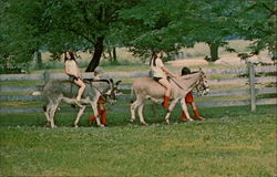 Sweetly Sings the Donkey, Camp Henry Kaufmann Bolivar, PA Postcard Postcard