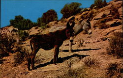 Sweethearts of the Desert Donkeys Postcard Postcard