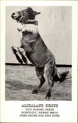 Alohaland Circus Postcard