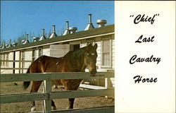 Chief Horses Postcard Postcard