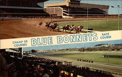 Blue Bonnets Race Course Postcard