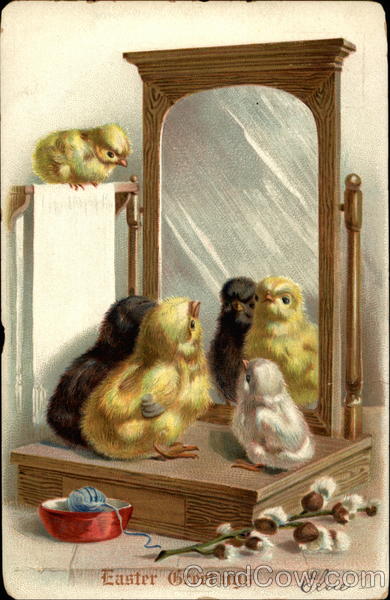 Four Chicks seeing the mirror With Chicks