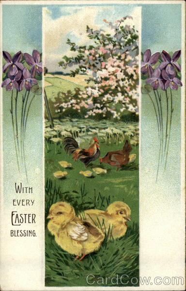 Chicks and Their Momma and Daddy With Chicks