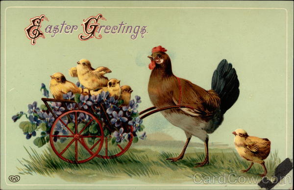 A Hen Walking a Wheel Barrel Full Of Chicks With Chicks
