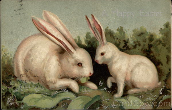 Two White Rabbits With Bunnies