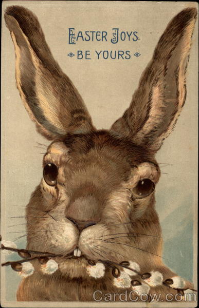 Bunny Close-Up With Limpid Eyes With Bunnies