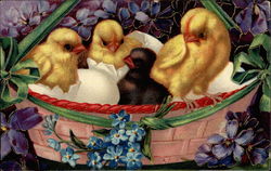 Three yellow chicks and one black in a basket Postcard