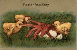 Chicks Pulling a Glove Off Eggs Postcard