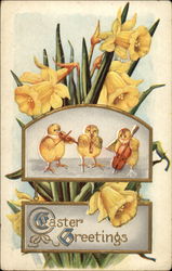 Chicks Playing Violins Postcard