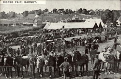 Horse Fair Postcard