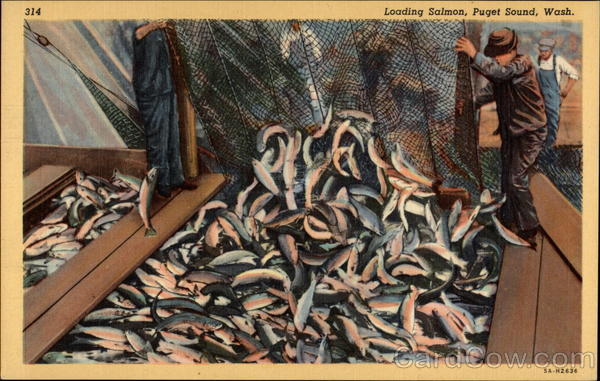 Loading Salmon, Puget Sound Washington