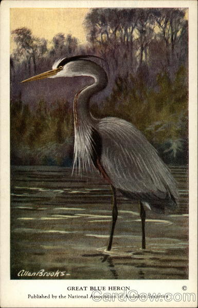 Great Blue Heron Birds