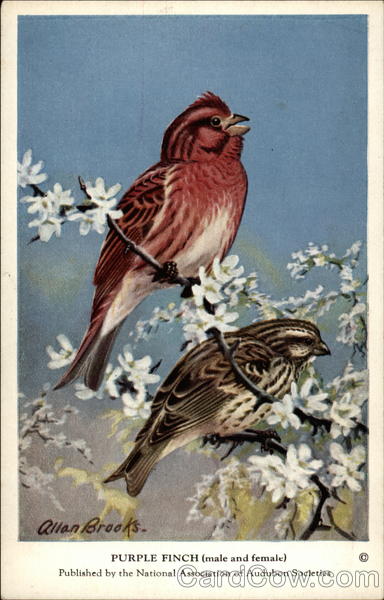 Purple Finch (male and female) Birds