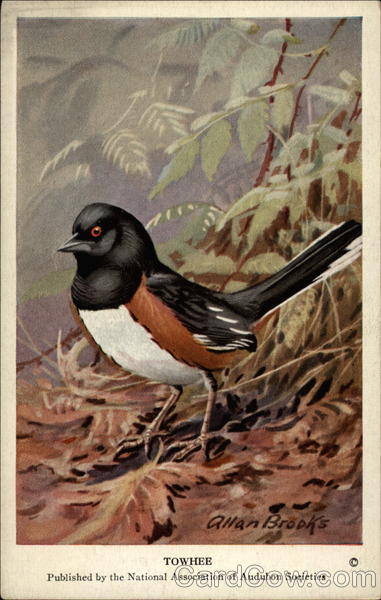 Towhee Birds