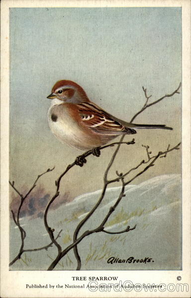 Tree Sparrow Birds