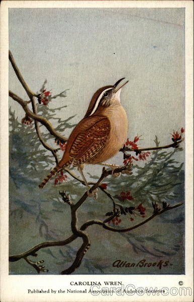 Carolina Wren Birds