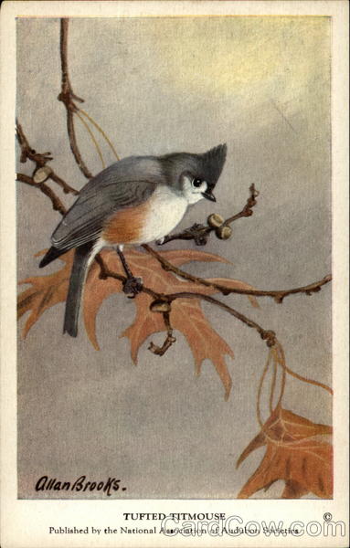 Tufted Titmouse Birds