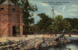 Rhesus Monkeys, Audubon Park Zoo Postcard