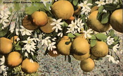 Grapefruit and Blossoms in Florida Postcard