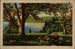 Trees & Lake Postcard