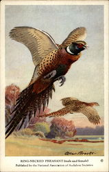King-Necked Pheasant (male and female) King-Necked Pheasant (male and female)