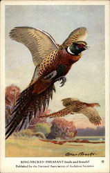 King-Necked Pheasant (male and female) Postcard