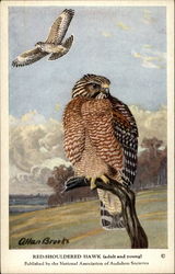 Red-Shouldered Hawk (Adult and Young) Postcard