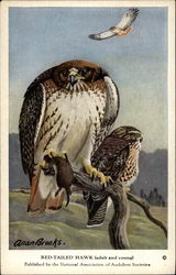 Red-Tailed Hawk (Adult and Young) Postcard
