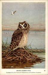 Short-Eared Owl Postcard