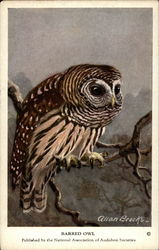 Barred Owl Postcard