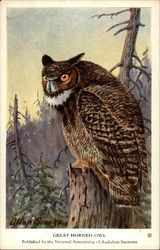 Great Horned Owl Postcard