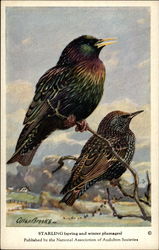 Starling (spring and winter plumages) Postcard