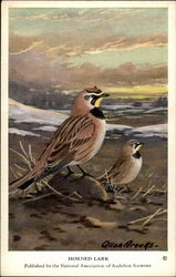 Horned Lark Postcard