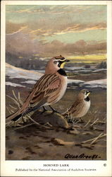 Horned Lark Birds Postcard Postcard