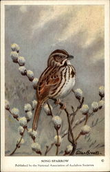 Song Sparrow Postcard